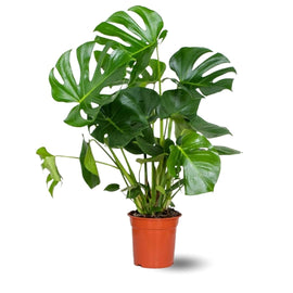 Monstera Deliciosa 80 cm - clicktofournisseur.com