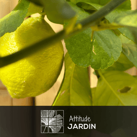 Citronnier Limon 120 cm - clicktofournisseur.com