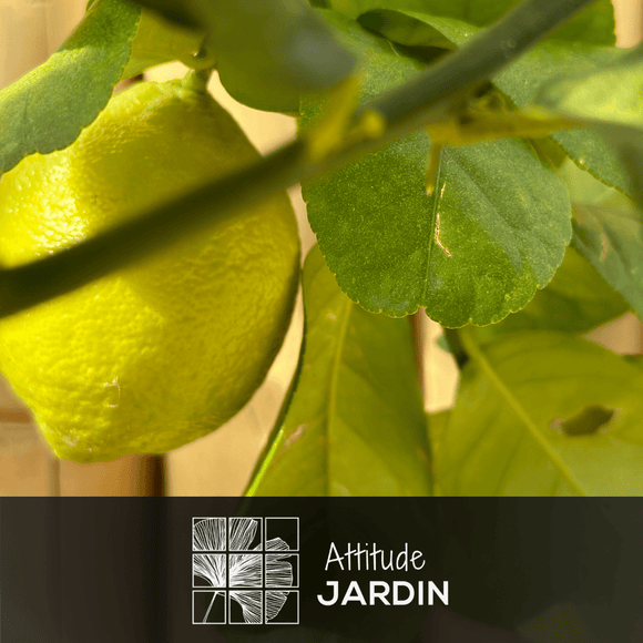 Citronnier Limon 120 cm - clicktofournisseur.com