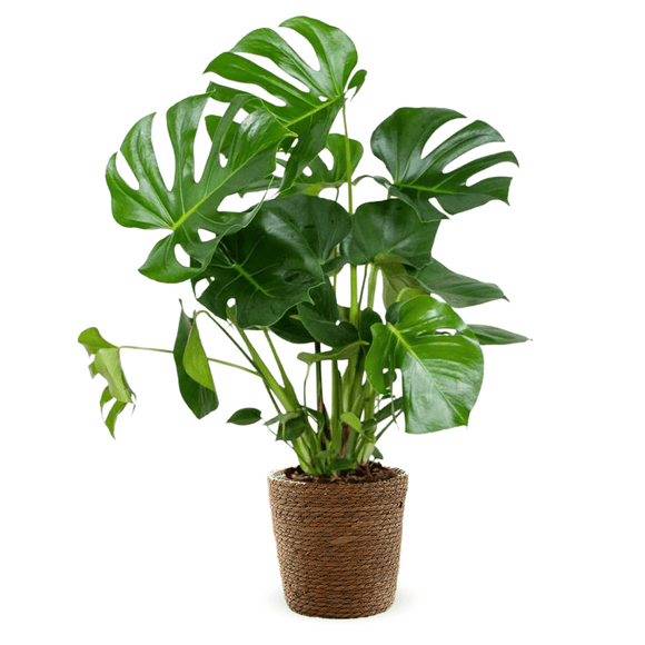 Monstera Deliciosa 80 cm - clicktofournisseur.com