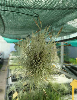 Tillandsia bandensis en touffe
