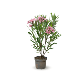 Laurier Rose Nain Oleander Nana 80 - undefined
