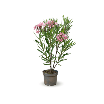 Laurier Rose Nain Oleander Nana 80 - undefined