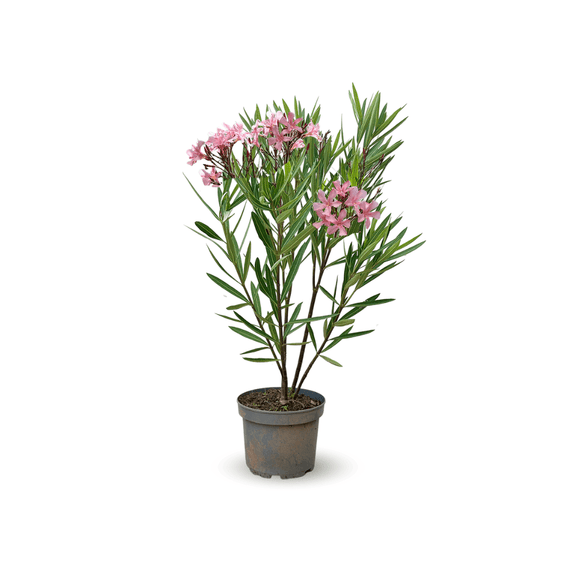 Laurier Rose Nain Oleander Nana 80 - undefined