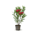Laurier Rose Nain Oleander Nana 80 - clicktofournisseur.com