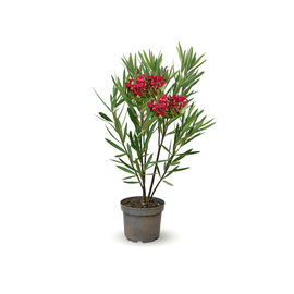 Laurier Rose Nain Oleander Nana 80 - clicktofournisseur.com