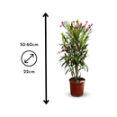 Laurier Rose Oleander 60 cm - undefined