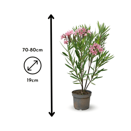 Laurier Rose Nain Oleander Nana 80 - undefined
