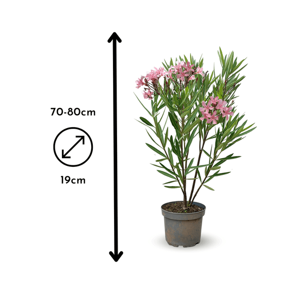 Laurier Rose Nain Oleander Nana 80 - undefined