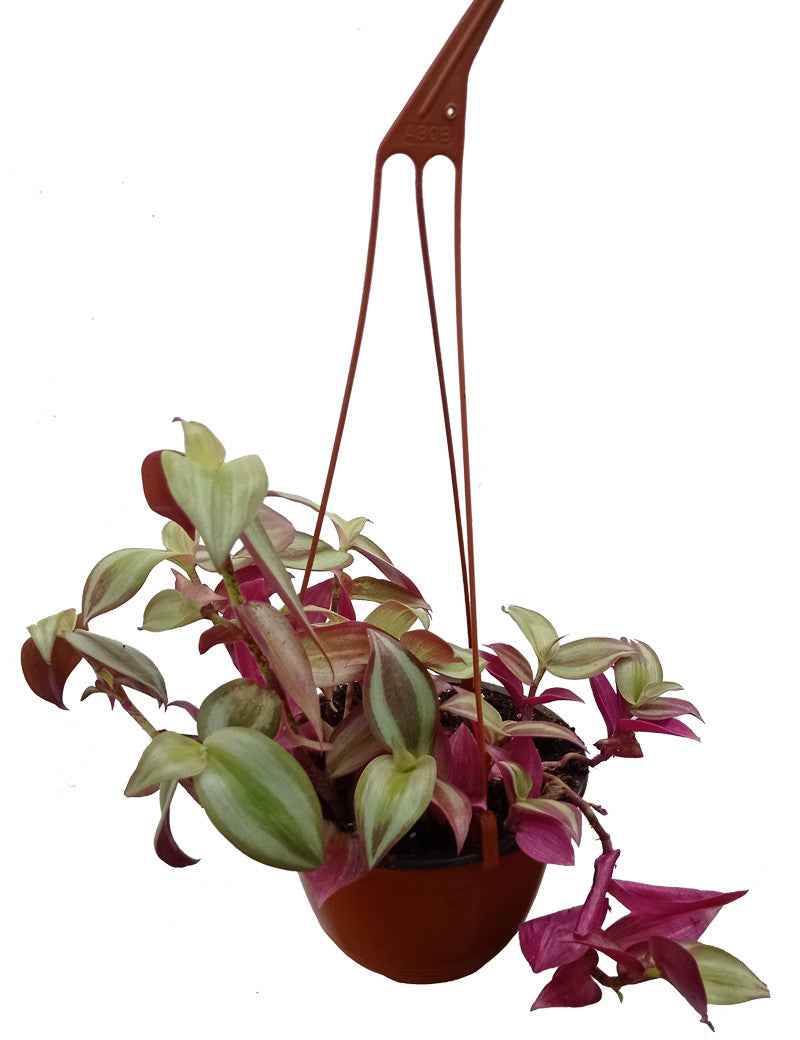 Pot suspension