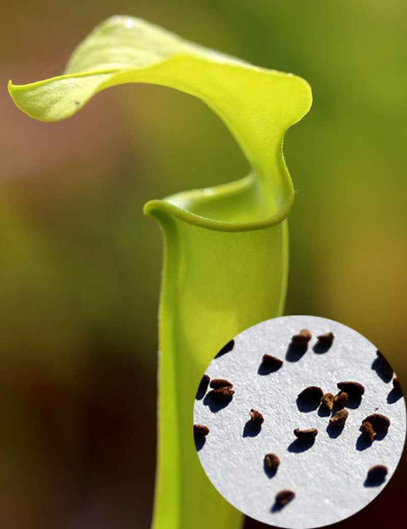 Graines de Sarracenia Flava var. maxima