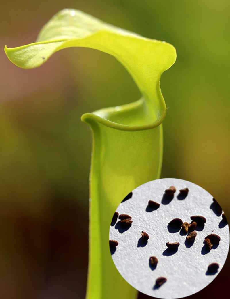 Graines de Sarracenia Flava var. maxima