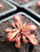 Drosera venusta