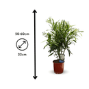 Laurier Rose Oleander 60 cm - undefined