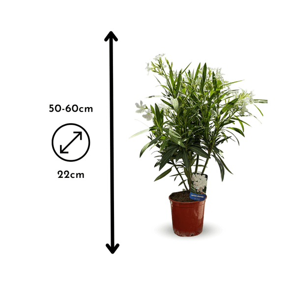Laurier Rose Oleander 60 cm - undefined