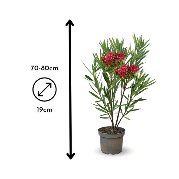 Laurier Rose Nain Oleander Nana 80 - clicktofournisseur.com