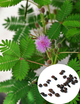 Graines de Mimosa pudica