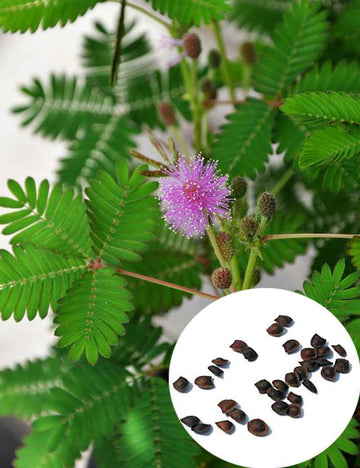 Graines de Mimosa pudica