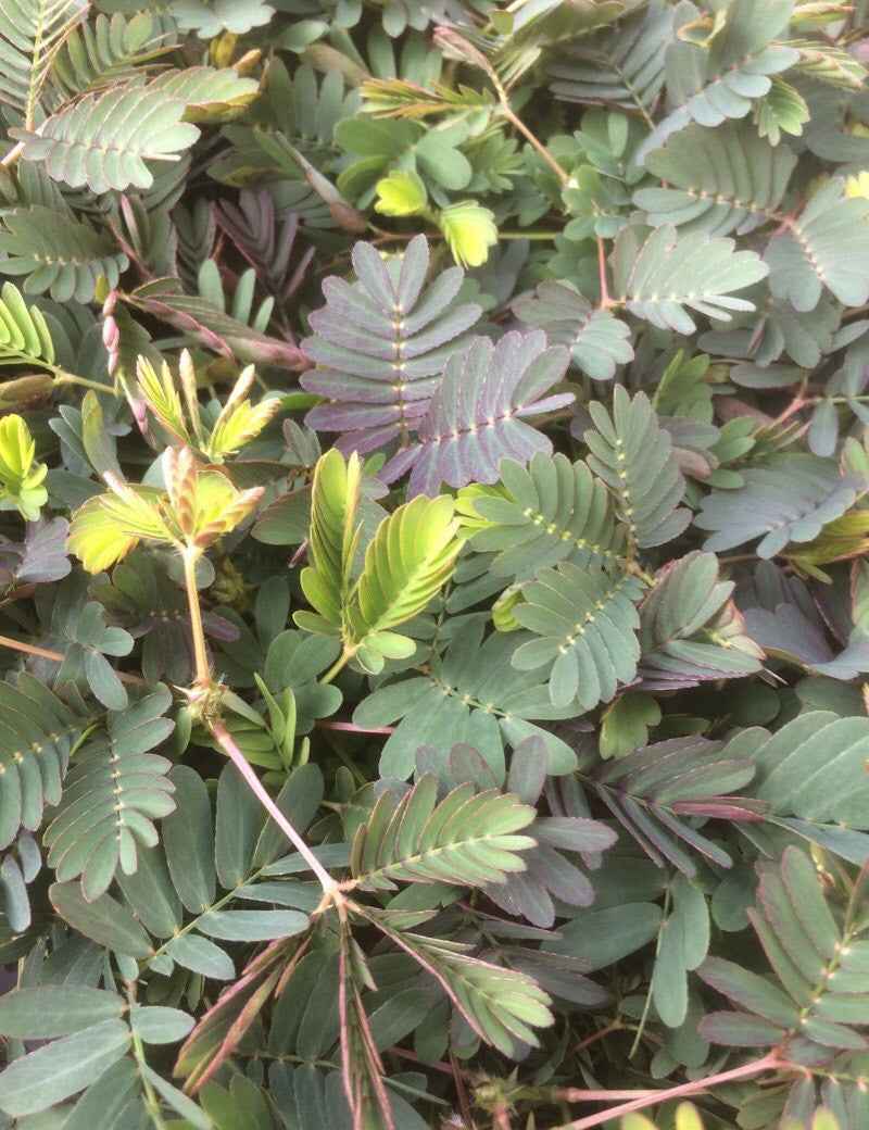Graines de Mimosa pudica