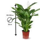 Spathiphyllum 120 cm - clicktofournisseur.com