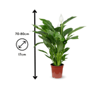 Spathiphyllum 80 cm - clicktofournisseur.com