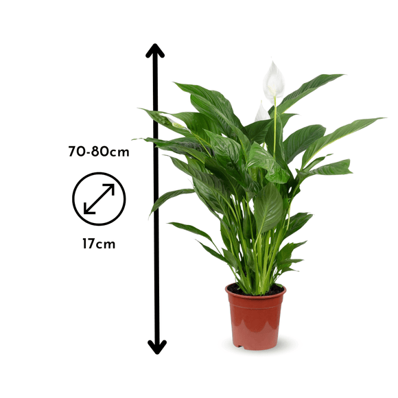 Spathiphyllum 80 cm - clicktofournisseur.com