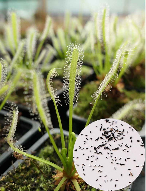 Graines de Drosera capensis alba