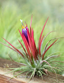 Tillandsia ionantha 'Fuego'