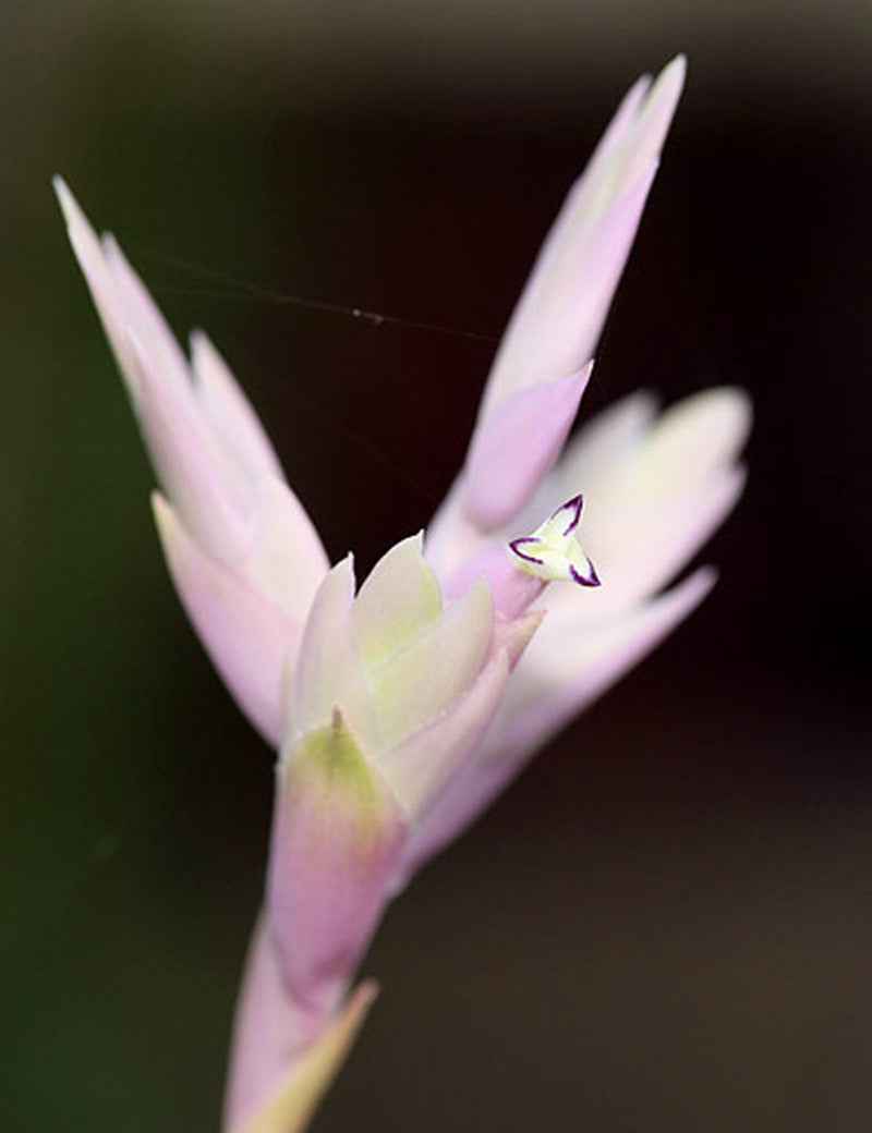 Tillandsia cacticola en touffe 35-40cm