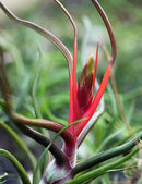 Tillandsia bulbosa - 5 à 8 cm