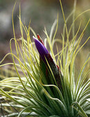 Tillandsia magnusiana