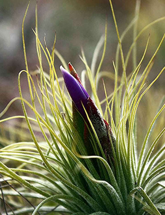 Tillandsia magnusiana