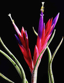 Tillandsia caput-medusae - 12 à 18 cm