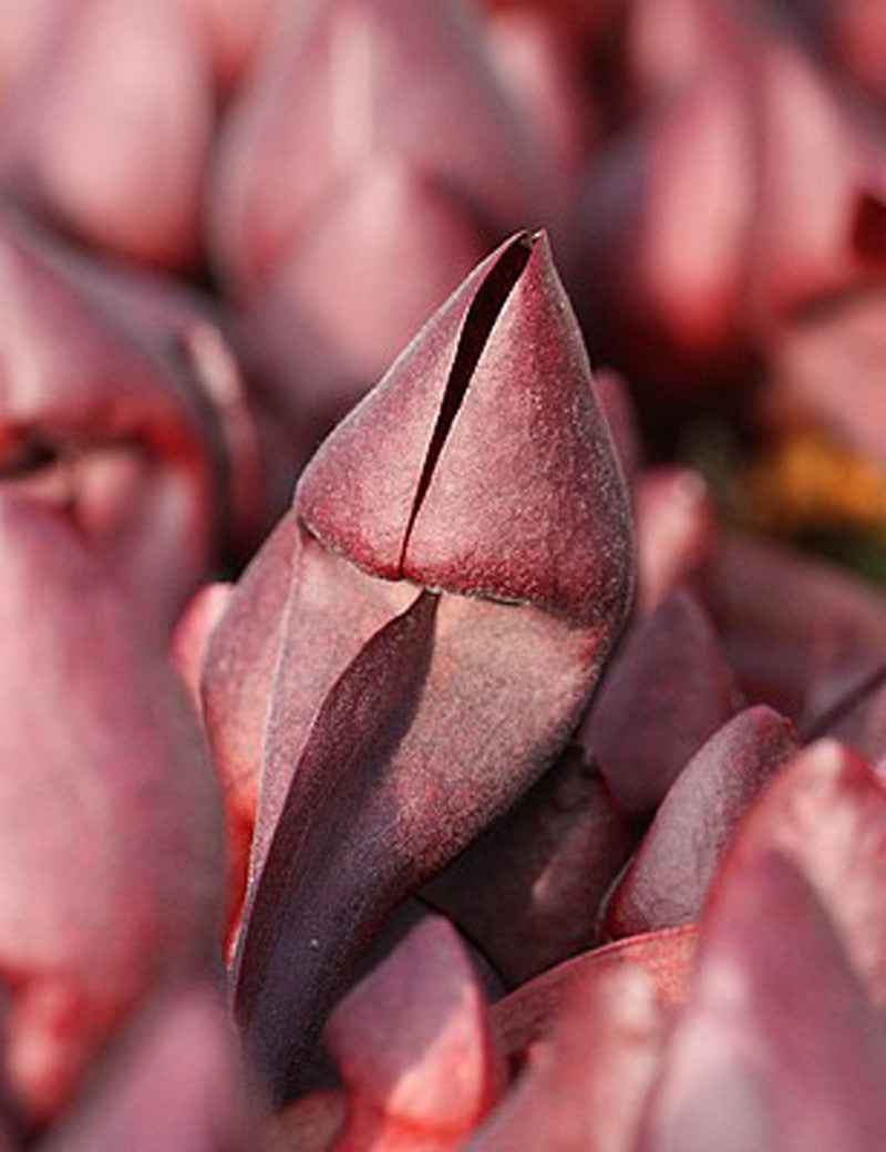 Sarracenia x courtii