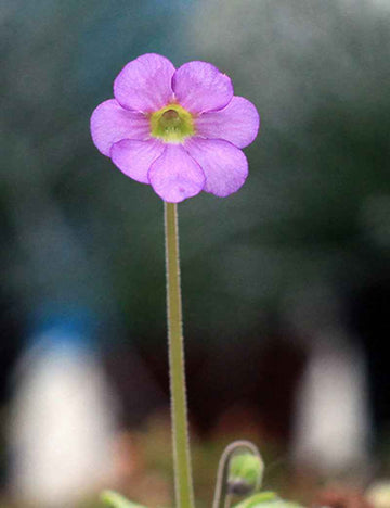 Pinguicula Aphrodite