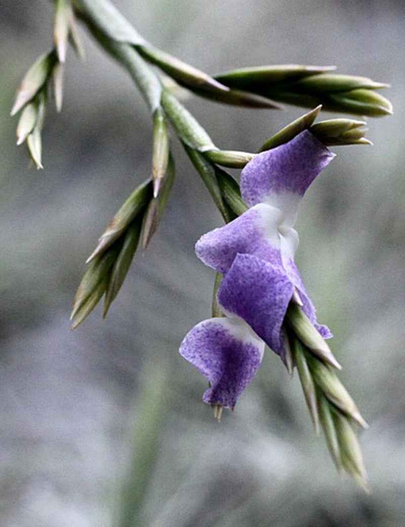 Tillandsia duratii - 25 à 30 cm
