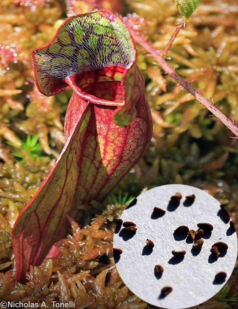 Graines de Sarracenia purpurea