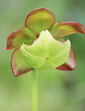 Graines de Sarracenia purpurea