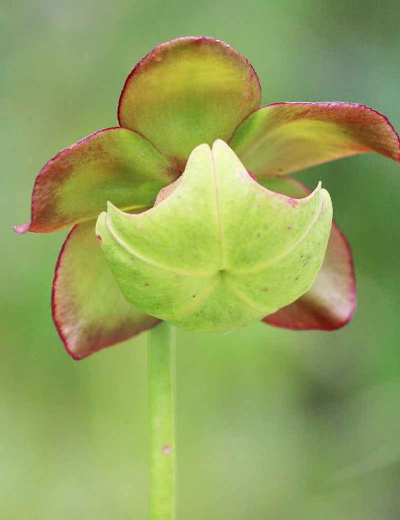 Graines de Sarracenia purpurea