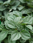 Peperomia napoli