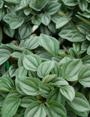 Peperomia napoli