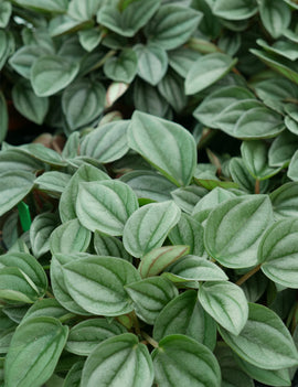 Peperomia napoli