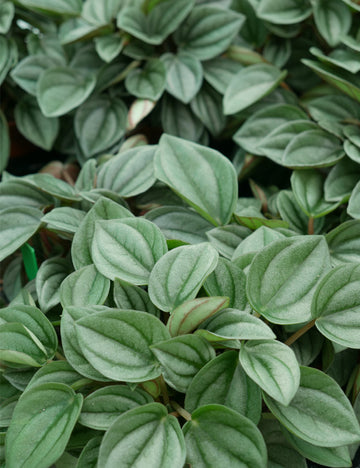 Peperomia napoli