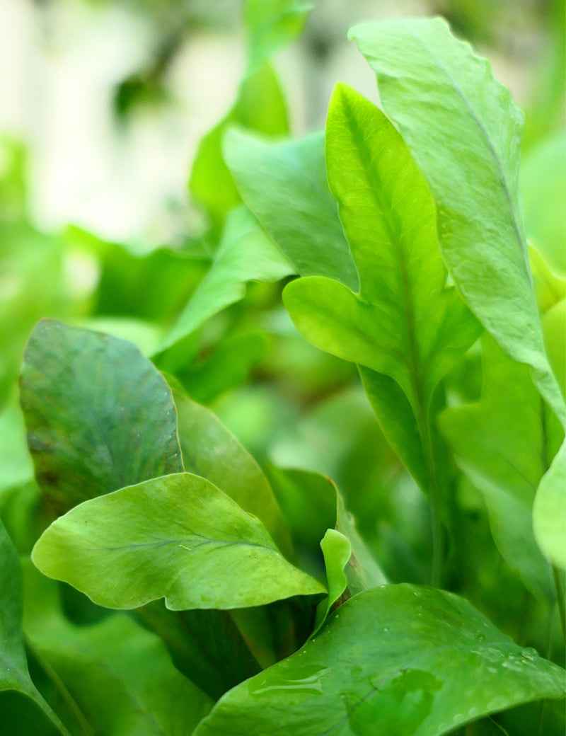 Phlebodium aureum