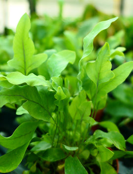 Phlebodium aureum - 0