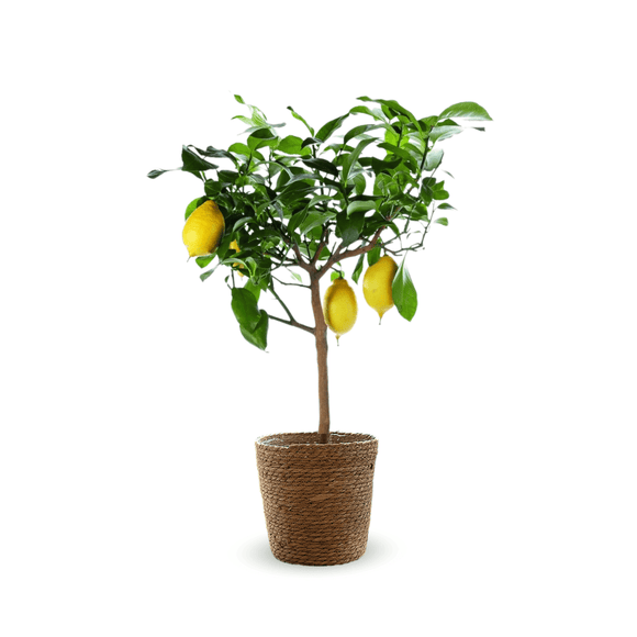 Citronnier Limon 80 cm - clicktofournisseur.com