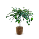 Citron Caviar Jaune 80 cm - clicktofournisseur.com