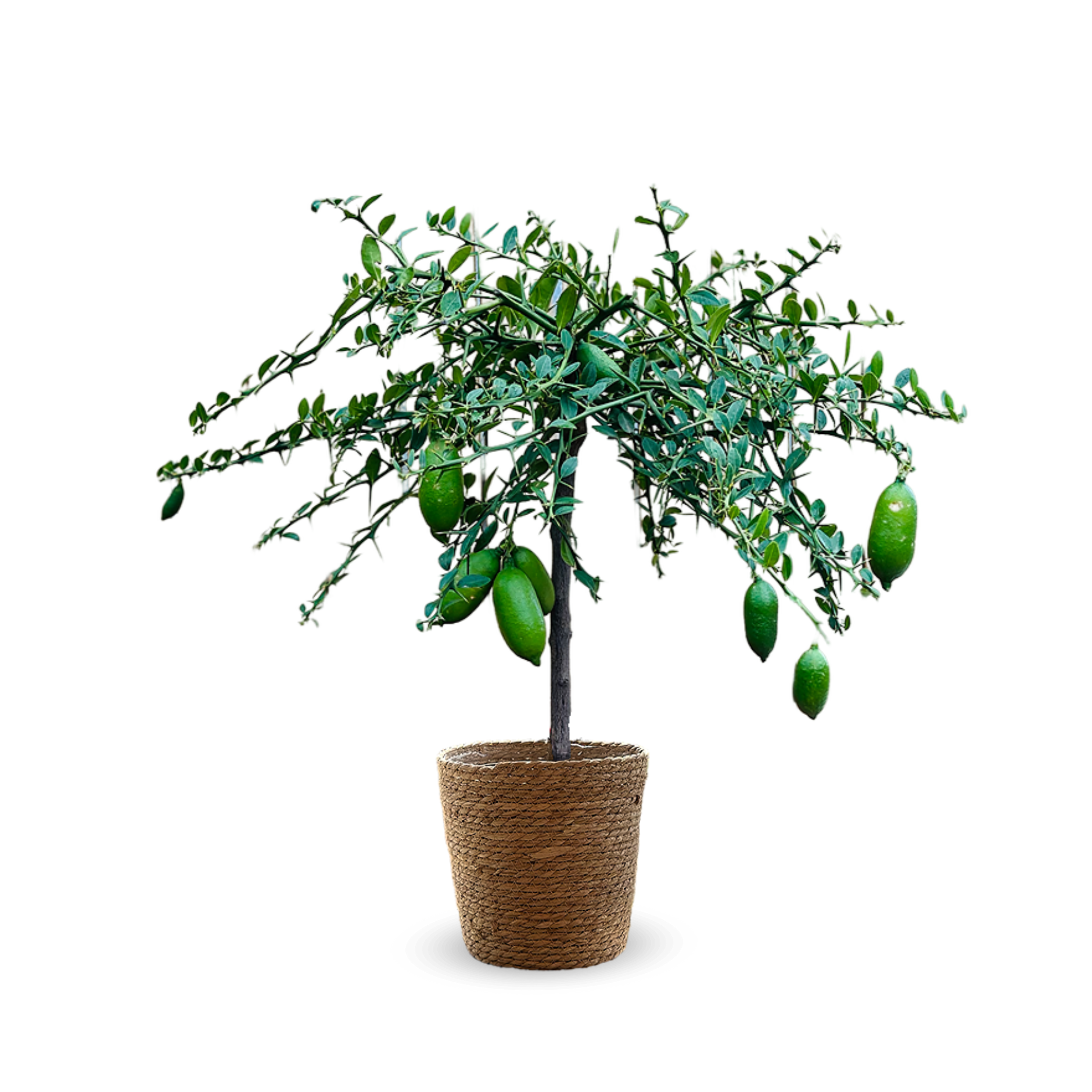 Citron Caviar Jaune 80 cm - clicktofournisseur.com