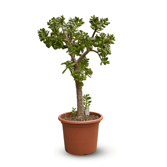 Crassula Ovata 90 cm - clicktofournisseur.com