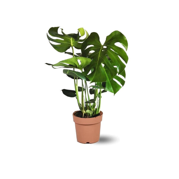 Monstera Deliciosa 50 cm - clicktofournisseur.com